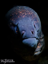 Yellow Margined Moray Eel (Gymnothorax flavimarginatus) -... by Marco Waagmeester 